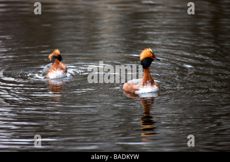 Paar der slawonischen Haubentaucher, Podiceps Auritus anzeigen auf Zucht Gebiet. Stockfoto