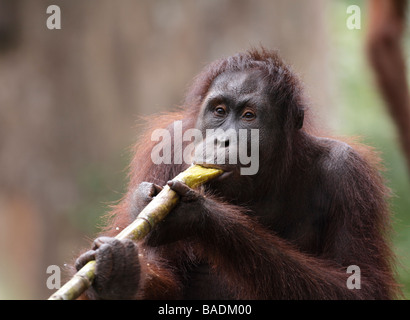 Kauen auf Zuckerrohr Kabili Sepilok Rainforest Reserve Sabah Borneo Orang-Utan Stockfoto