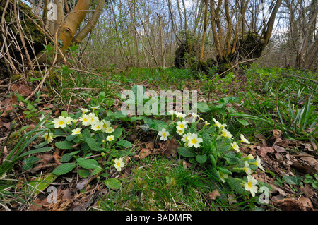 Primel Primula Vulgaris wächst im copised Wald Stockfoto