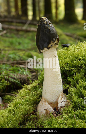 Eine Stinkmorchel Pilze wachsen in Moos Phallus Impudicus Limousin-Frankreich Stockfoto