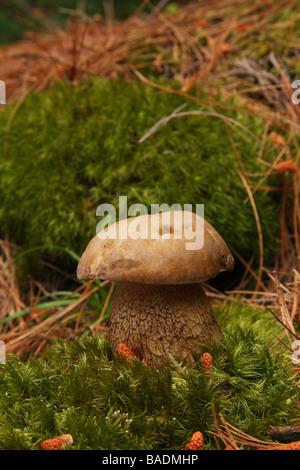 Ein Cep Pilz Boletus Edulis wächst Moos in der Region Limousin in Frankreich Stockfoto