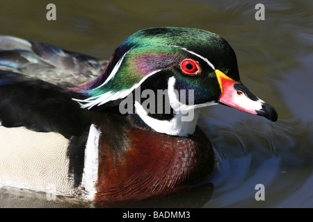 Side View Of männliche Carolina (Holz) Ente Aix Sponsa schwimmen auf Wasser entnommen, bei Martin bloße WWT, Lancashire UK Stockfoto