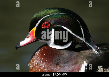 Seite Ansicht von Kopf und Schnabel der männlichen Carolina (Holz) Ente Aix Sponsa Taken an Martin bloße WWT, Lancashire UK Stockfoto