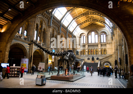 Natural History Museum Haupthalle Stockfoto