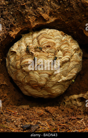 Eine schöne Wespen nisten in einem Erdwall im Wald mehrere Wespen an der Oberfläche Limousin-Frankreich Stockfoto