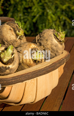 Nahaufnahme von frisch gegrabenen Pastinaken Pastinaken Pastinaken Wurzelgemüse Gemüse aus dem Garten Stockfoto