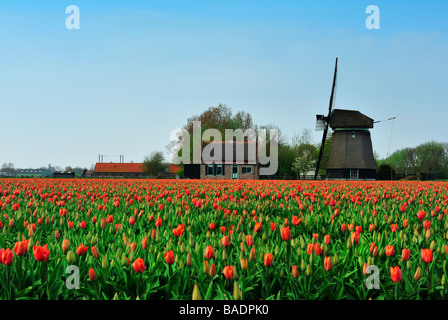 bunte Bereich der Tulpen und Windmühlen in den Niederlanden Stockfoto