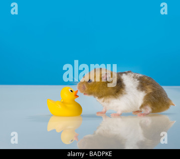 lustige Goldhamster Hamster gelbe Rubberduck Kuss Rubber Ente Nagetier blauen Hintergrund Hamster inländischen Haustier Fell Teddybär küssen Stockfoto