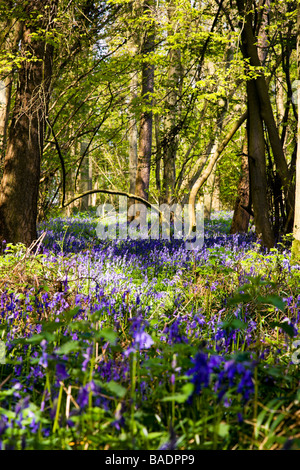 Teppich von Bluebells im Wald Stockfoto