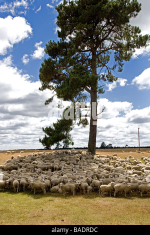 Merino-Schafe scharen sich Neuseeland Stockfoto