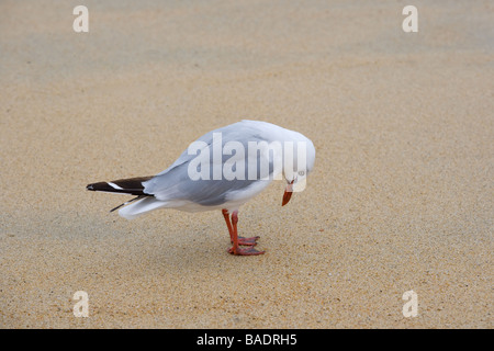 Rot in Rechnung gestellt Gull Larus Novaehollandiae Neuseeland Stockfoto