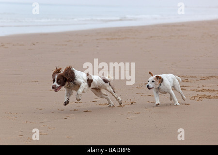 English Springer Spaniel und Jack Russell Terrier laufen am Cromer Beach an der Nord-Norfolk-Küste Stockfoto