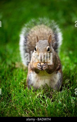 Graue Eichhörnchen Stockfoto