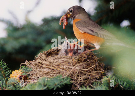 Robin Fütterung Küken Stockfoto