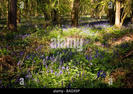 Teppich von Bluebells im Wald Stockfoto