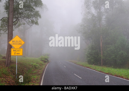 Forststraße in Nebel, Dandenong Ranges, Victoria, Australien Stockfoto