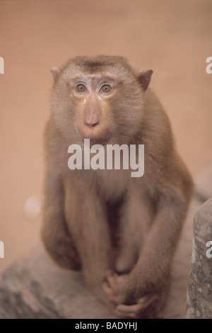 Affe, Angkor Wat, Kambodscha Stockfoto