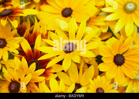 Nahaufnahme von Black Eyed Susans Stockfoto