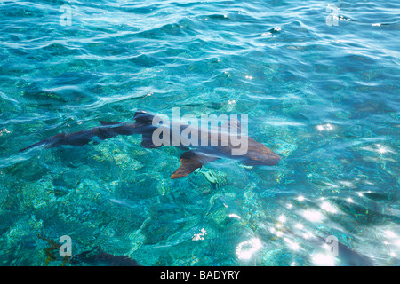 Ammenhai im Wasser, Belize Stockfoto