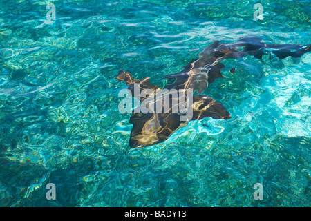 Ammenhai im Wasser, Belize Stockfoto