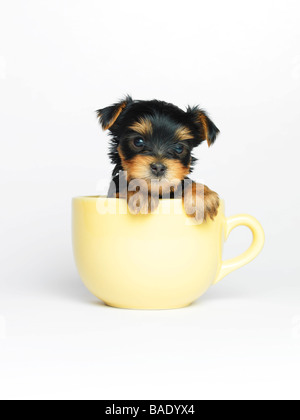 Yorkshire Terrier Welpe im Becher Stockfoto