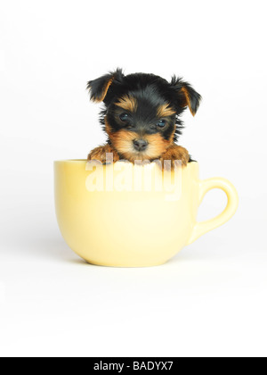 Yorkshire Terrier Welpe im Becher Stockfoto