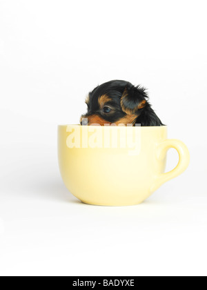 Yorkshire Terrier Welpe im Becher Stockfoto