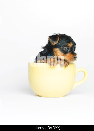 Yorkshire Terrier Welpe im Becher Stockfoto