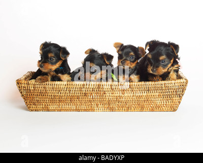 Yorkshire Terrier Welpen im Korb Stockfoto