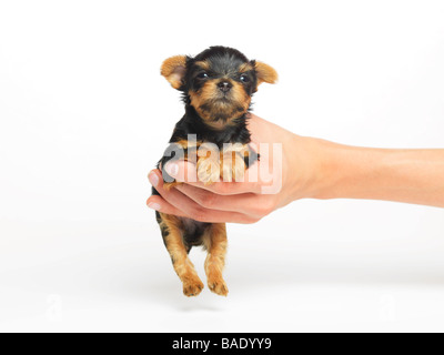 Hand Holding Yorkshire-Terrier Welpen Stockfoto