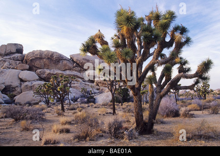 Joshua Tree in Joshua Tree Nationalpark, Kalifornien, USA Stockfoto