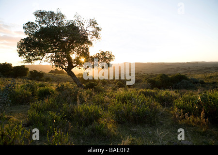 Einsamer Baum bei Sonnenuntergang, Uruguay Stockfoto