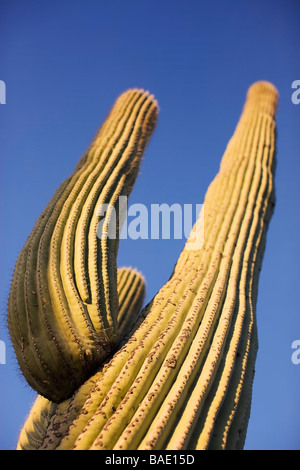 Saguaro Kaktus, Tucson, Arizona, USA Stockfoto