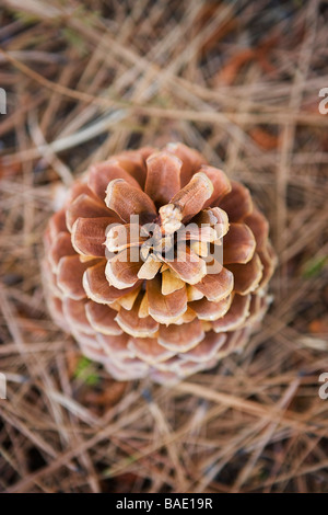 Nahaufnahme des Kegels der Gelb-Kiefer Stockfoto