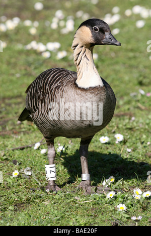 Porträt der hawaiianische Gans oder Nēnē Branta Sandvicensis stehend auf Rasen genommen bei Martin bloße WWT, Lancashire UK Stockfoto