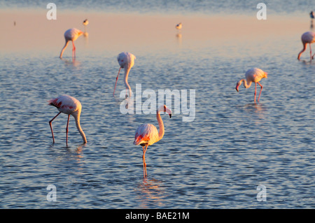 Flamingos stehen im Wasser, Camargue, Frankreich Stockfoto