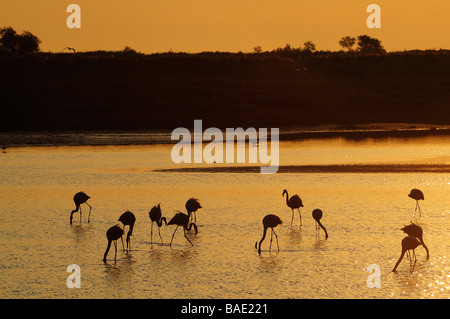 Flamingos im Wasser in der Abenddämmerung, Camargue, Frankreich Stockfoto