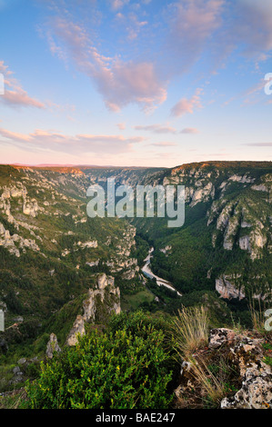 Ansicht des Gorges du Tarn von Point Sublime, Languedoc-Roussillon, Frankreich Stockfoto