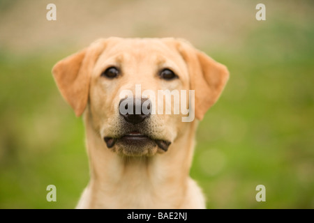 Gelber Labrador Retriever Stockfoto