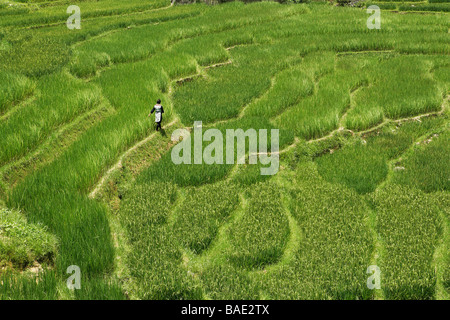 Reisfeld, Sapa, Provinz Lao Cai, Vietnam Stockfoto