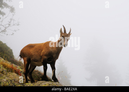 Alipine Steinbock, Aiguilles Rouges, Chamonix, Frankreich Stockfoto