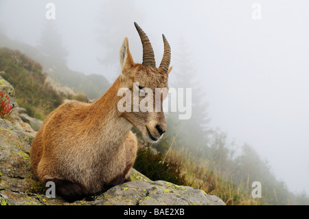 Alipine Steinbock, Aiguilles Rouges, Chamonix, Frankreich Stockfoto