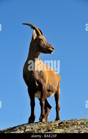 Alipine Steinbock, Aiguilles Rouges, Chamonix, Frankreich Stockfoto