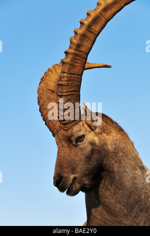 Alipine Steinbock, Aiguilles Rouges, Chamonix, Frankreich Stockfoto