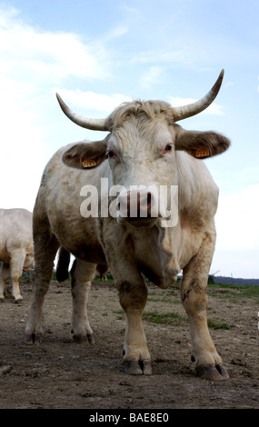 Cattle.Charolaise Rasse. Junger Stier in einem Feld; Stockfoto