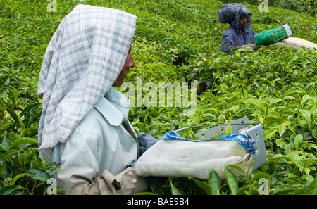 Teepflückerinnen clipping Die teebüschen täglich und Sammeln von Laub in den Teeplantagen im Hochland Ausläufer in der Nähe von Vandiperiya, Indien Stockfoto