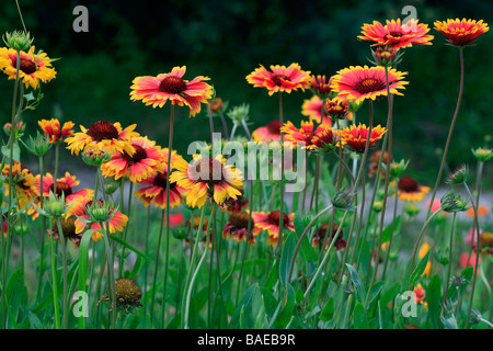 Gaillardia Aristata Kobold Stockfoto