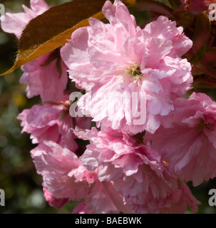 Nahaufnahme von rosa Kirschblüten Blumen in einem Garten Cheshire England Vereinigtes Königreich UK Stockfoto
