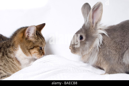 Porträt des jungen grau cross Löwenkopf Kaninchen und Tabby Katze Stockfoto