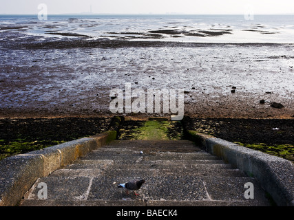 Eine Taube auf Betontreppen führt hinunter zum Strand von Southend on Sea in Essex. Stockfoto